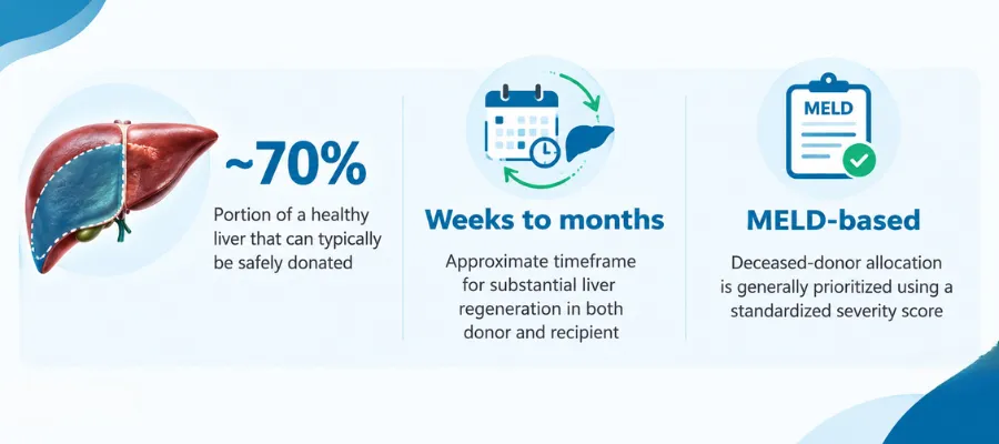 Why the liver is different
